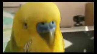 Taron Gorjian, the Armenian talking bird