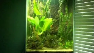 Explaining the Walstad Method: The Plants, Part 1 Metal Toxicity