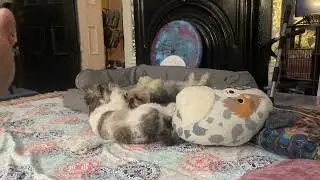IMG 3953