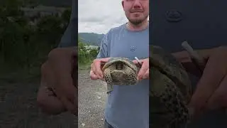Кто хоть раз в лесу встречал черепашку ставьте 👍