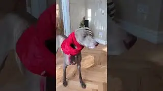 ОСКАР ПРОСТЫЛ ПОД ДОЖДЕМ ИЗ-ЗА ЛЕРЫ 😥 
