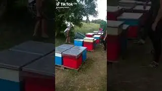 качаем подсолнух.