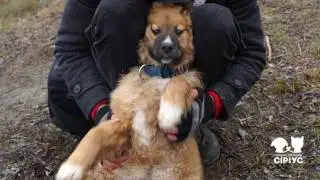 Каштанка і малюк Ведмідь