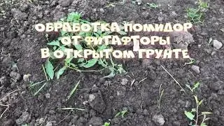 Обработка помидор От фитофторы В открытом грунте