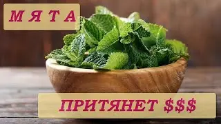 🌿 МЯТА ПРИТЯНЕТ ДЕНЬГИ ❗💰💯Секрет Денежного Успеха ❗онлайн