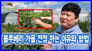 블루베리 나무 가을 전정 하는 이유와 방법