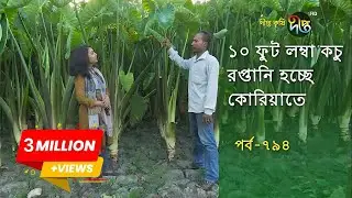 Deepto Krishi/দীপ্ত কৃষি- ১০ ফুট লম্বা কচু রপ্তানি হচ্ছে কোরিয়াতে | deepto tv | পর্ব-৭৯৪