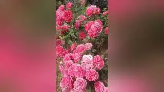 Все чем запомниться это  лето 2023.