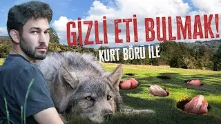 KURT BÖRÜ İLE SAKLI ETLERİ BULMAK!