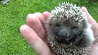 Ёжик / Hedgehog