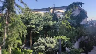 обзор на красотку Ель колючая Глаука Глобоза (Glauca Globosa) .