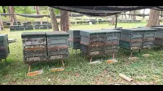 Happy new year 2024🥰🥰🥰 harvest pollen at Khmer beekeeping farm