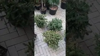 🌲Ель Пуш | Telegram: 