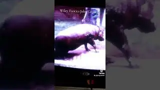 Wiley Exotics John Grubb