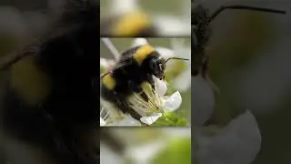 Шмель