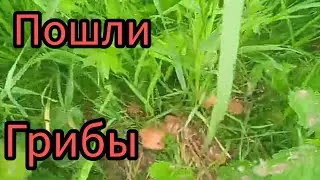 ЯРОСЛАВЛЬ НАЧАЛО ИЮНЯ ПОШЛИ ГРИБЫ ЖИЗНЬ В ДЕРЕВНЕ.