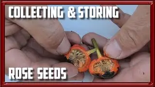 Collecting and Storing Rose Seeds