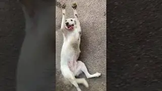 Вайт дог