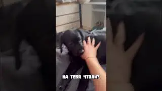 Не слушается! #лабрадор #dog #собаки #лабрадоры #животные #лабрадорчик #топ #щенок #puppy #животные