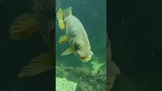 Esox lucius #shortvideo #aquarium #shorts #short