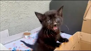 Foster Kittens Paint Masterpieces