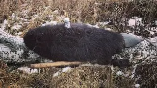 ОХОТА НА БОБРА.СТАВЛЮ ПРОХОДНЫЕ КАПКАНЫ С ПРИМАНКОЙ BEAVER CREEK+РЕЗУЛЬТАТ!