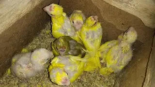 Какарики.