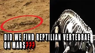 Ancient Reptilian Vertebrae Spotted By Curiosity Rover On Mars