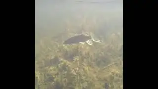 Огромная щука поедает щуку