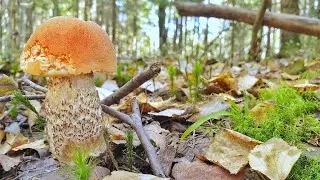 За грибами. Засушливый сентябрь.
