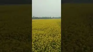 সরিষার ক্ষেত দেখতে অনেক সুন্দর লাগছে #সরিষাফুল #love #সরিষা_ইলিশ
