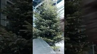 Peace in the Valley -Christmas-Special