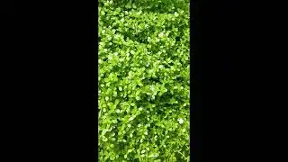 THE BENEFITS OF BRAHMI