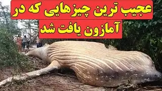 رازهای عجیب آمازون: از نهنگ سرگردان تا موجودات غول پیکر