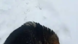 волки на даче !!!!