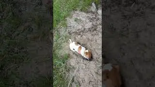 Джерри копатель