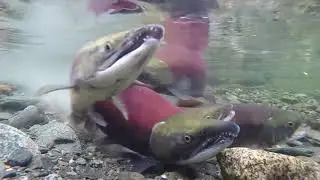 Sockeye Salmon / Нерест лосося