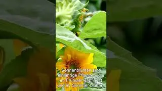 Sonnenblumen. Was sind Sonnenblumen? (Education)