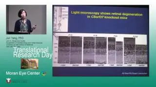 Understanding the Mechanism Underlying Cone-Rod Dystrophy