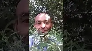 Хама тез корсин