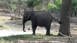 Elephant bath at Yala