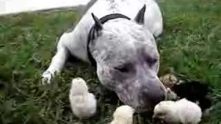 Pit Bull & Chicks - HAPPY  EASTER !!! ;) The Great American Pit Bull Terrier SHARKY. HelensPets.com