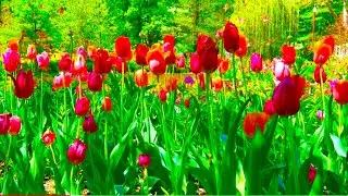 Bartlett Arboretum/Belle Plain Kansas-Walking Tour/Parade of Tulips/Beautiful Gardens in 4K