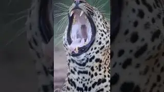 🥰🥰🥰🥰🥰❤️❤️🐆🐆🐆🐆🐆🐆🐆🐆🐆🐆🐆🐆😱😱😱😱😲😲😲😲🥰🥰🥰🥰🥰❤️❤️❤️