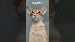 да-да! это он про тебя)🌝 #интересно #cat #тренд #кот #смешно #котик #рек #котики #кошка #лекс #орик