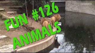 Fun #126 animals cats, dogs | Funhouse off , fails | Животные, коты, собаки, смешное видео