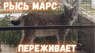 Рысь Марс переживает за подругу