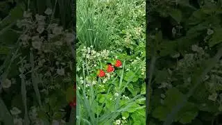 Чудо ЯГОДА 🍓🌿💯❤️...