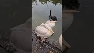 Pelicans in St James's Park, London