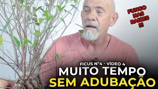 PODA DE FORMAÇÃO EM UM BONSAI DE FICUS | Ficus Microcarpa Nº4 - Vídeo 4